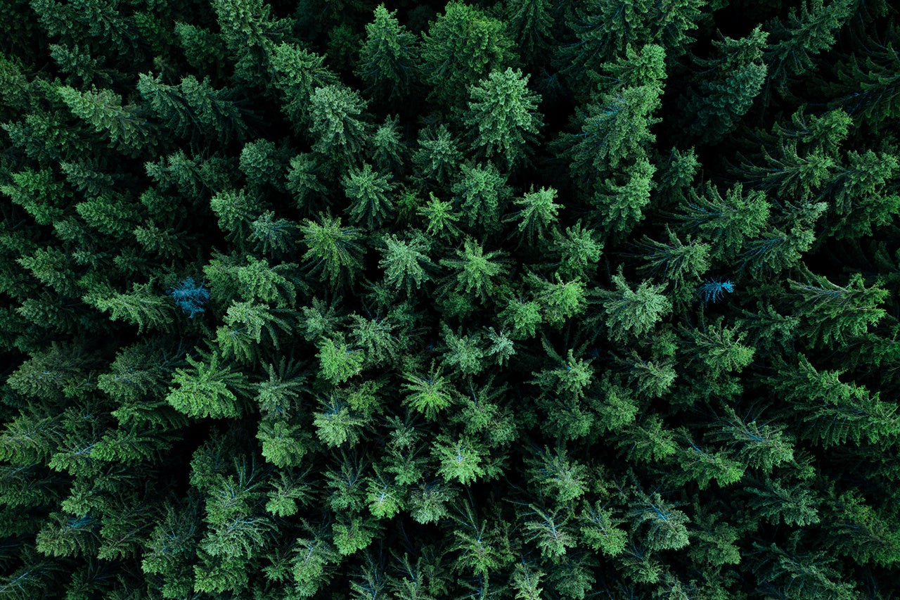 Pine tree tops seen from a drone