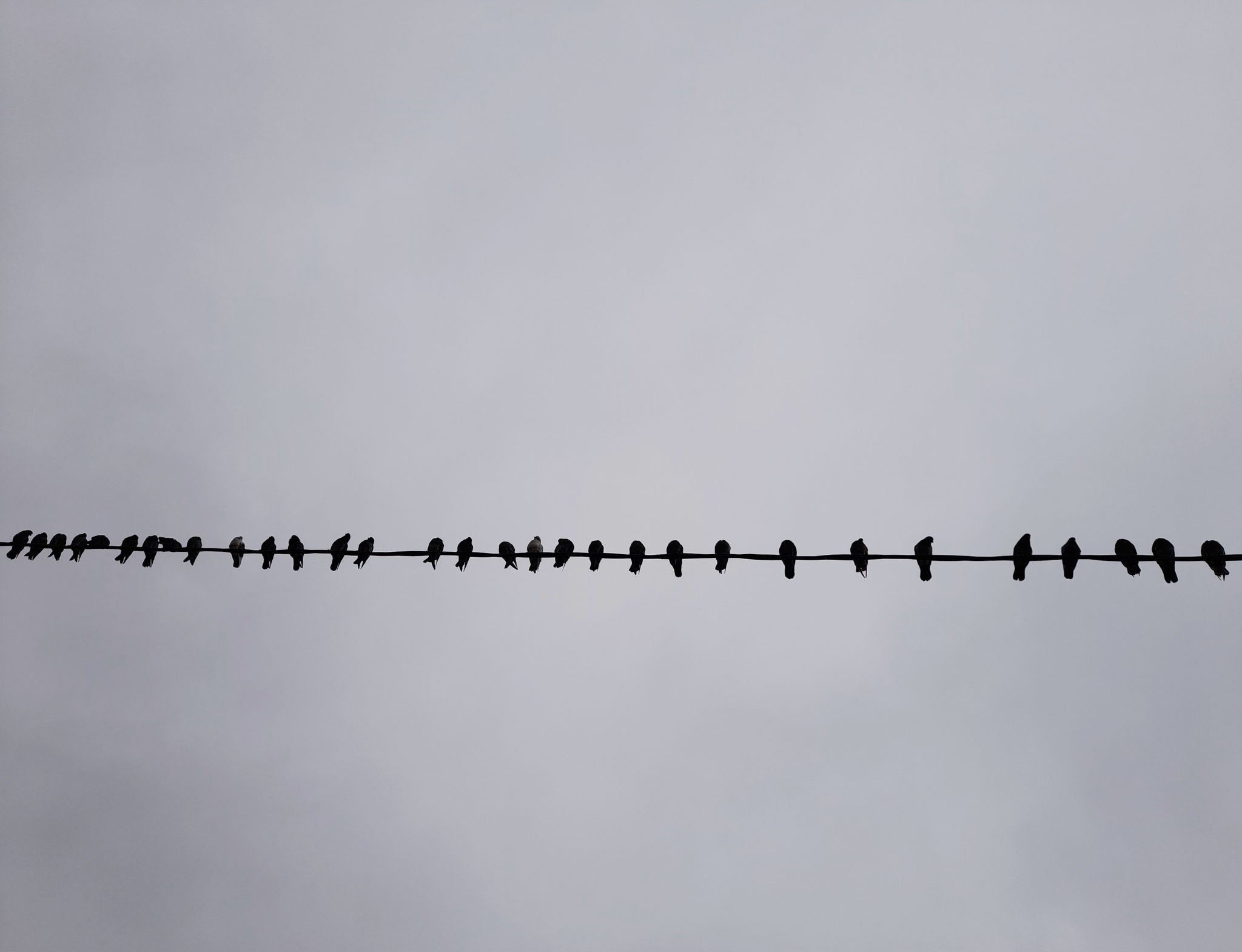 Nature background with  pigeons during winter season  . 