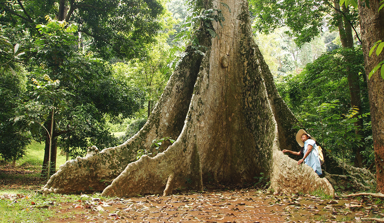 junge Indonesierin betrachtet riesigen Baum mit Brettwurzeln im tropischen Regenwald in Java, junge Indonesierin betrachtet riesigen Baum mit Brettwurzeln im 