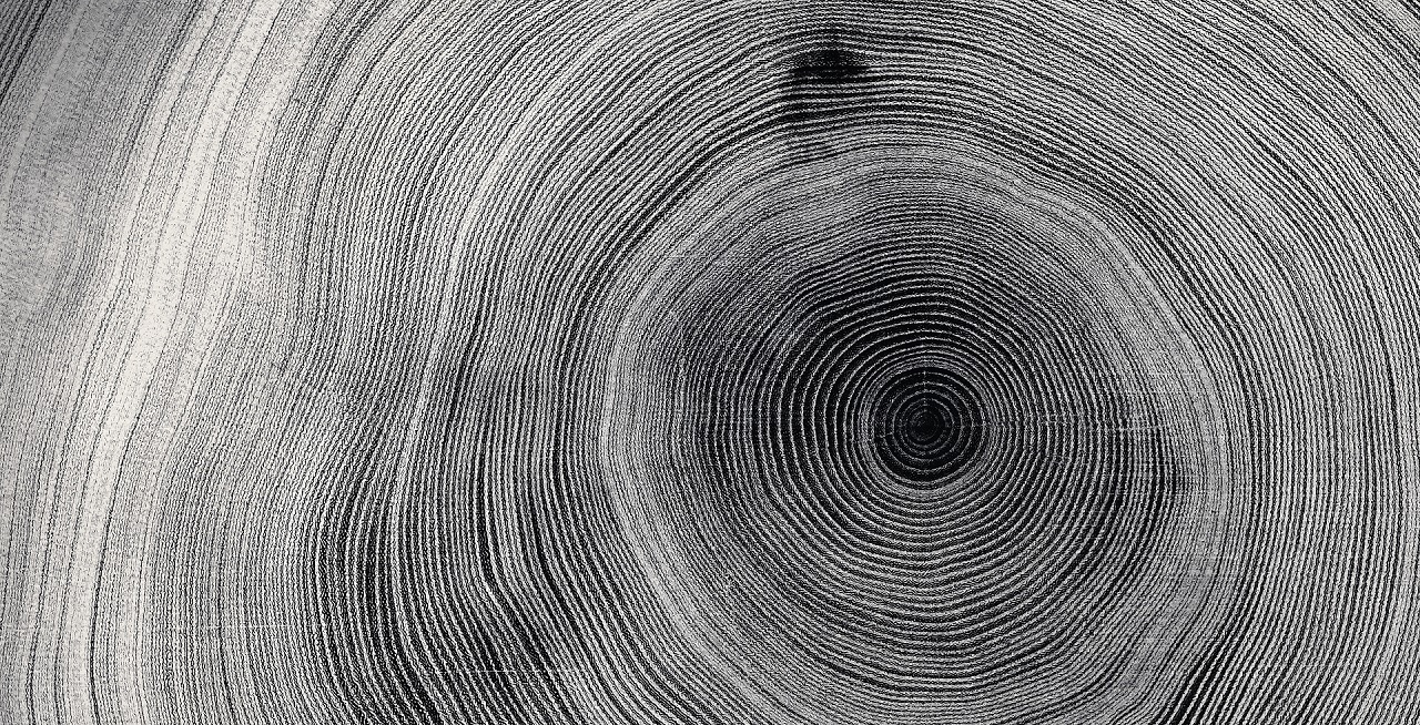 Old wooden tree cut surface. Detailed black and white texture of a felled tree trunk or stump. Rough organic tree rings with close up of end grain.