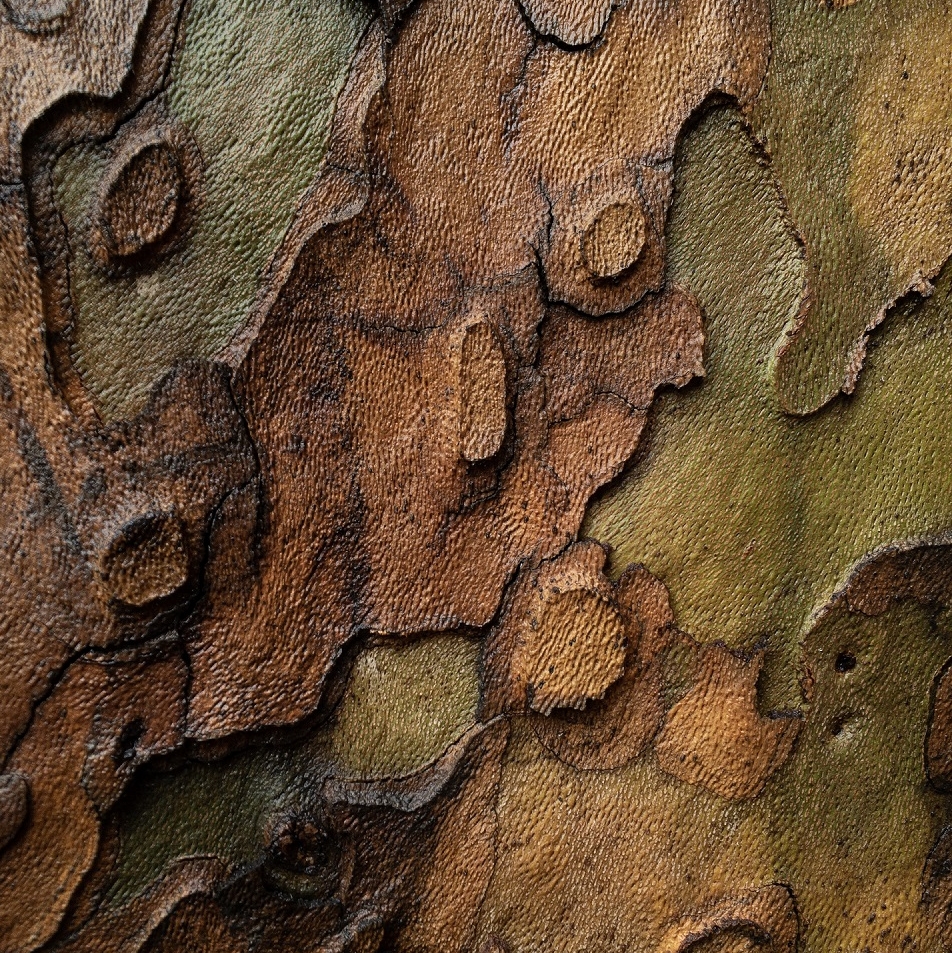 Plane tree texture