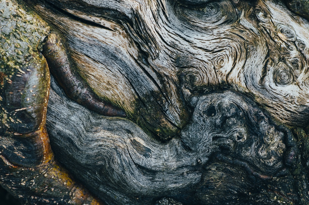 Old ancient tree texture with with lines