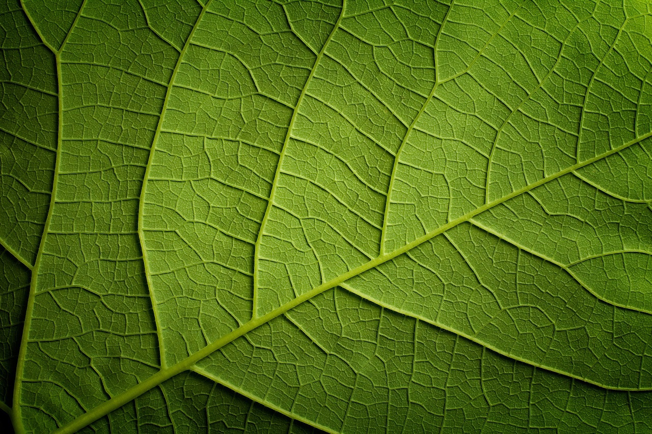 Green leaf closeap background