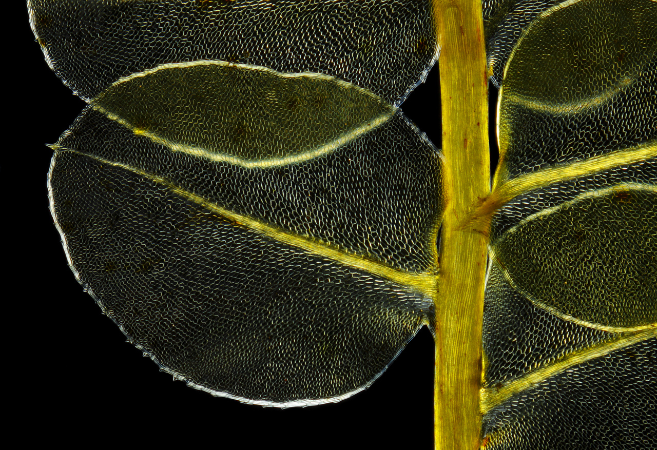 Microscopic view of moss Plagiomnium affine. Polarized light, crossed polarizers.