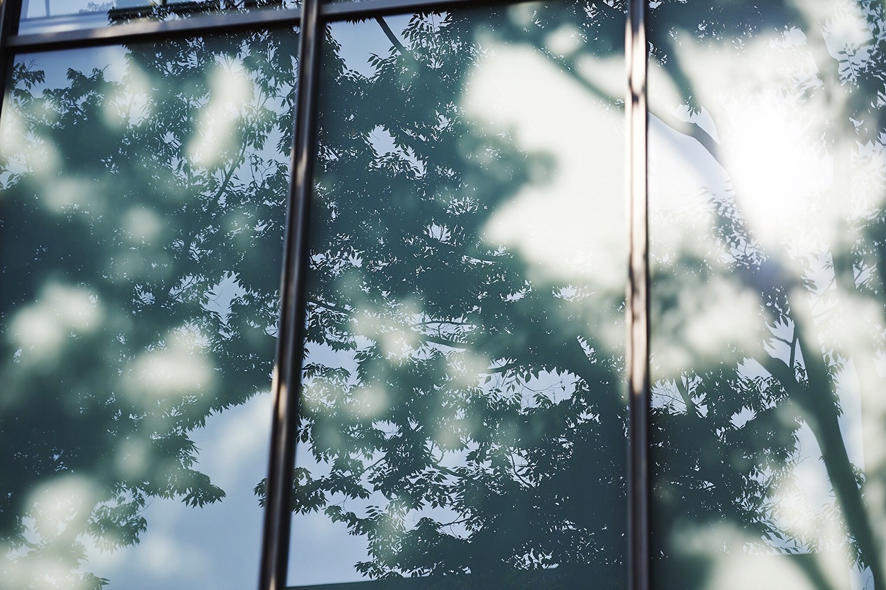 Reflection Of Tree On Glass Window
