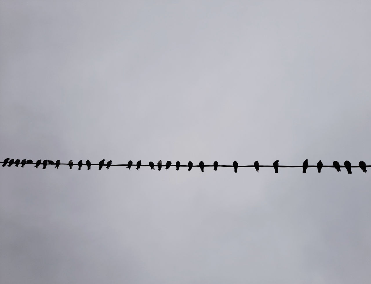 Nature background with  pigeons during winter season  . 