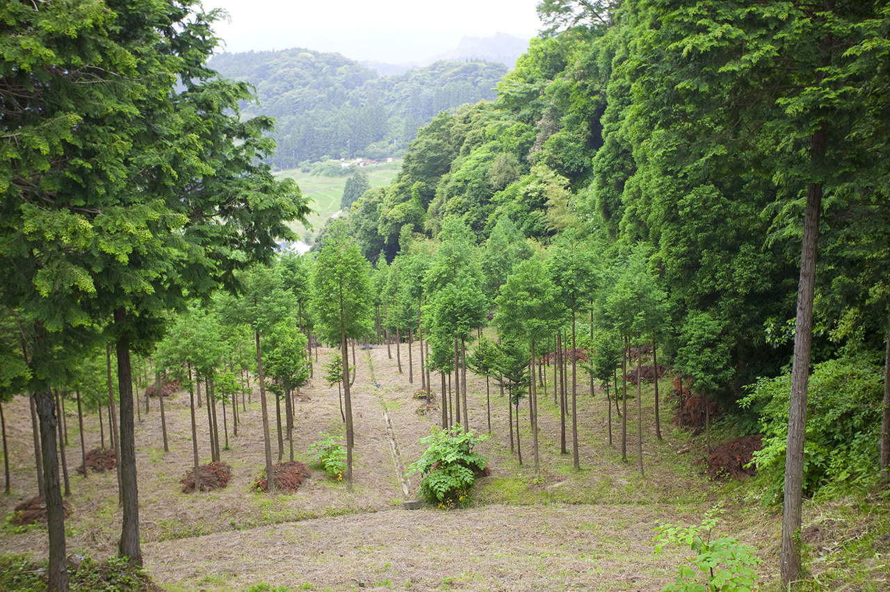 植林されたヒノキ