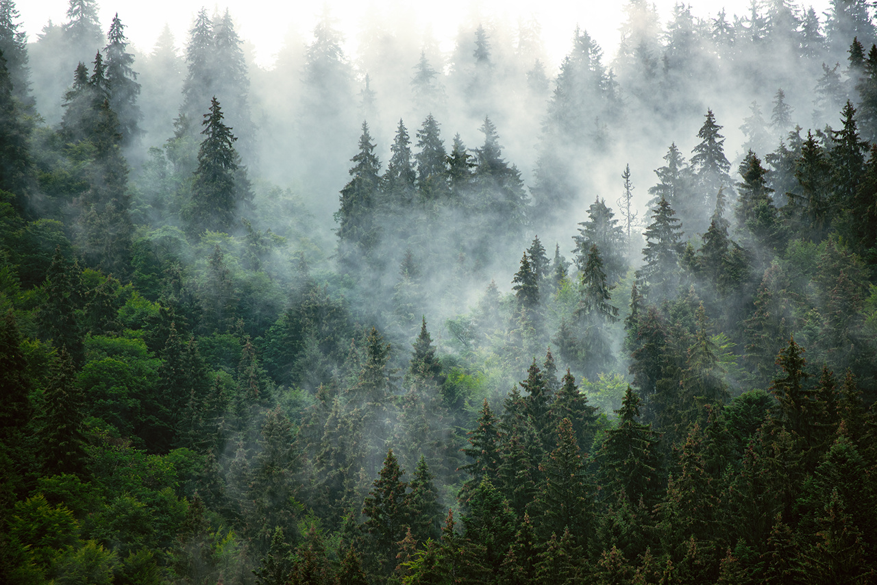 Misty foggy mountain landscape with fir forest in hipster vintage retro style