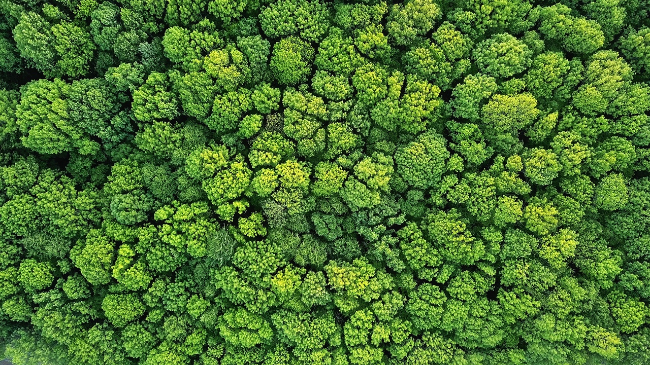 Aerial view green forest foliage summer warm sunlight. Natural green background. Photo by drone