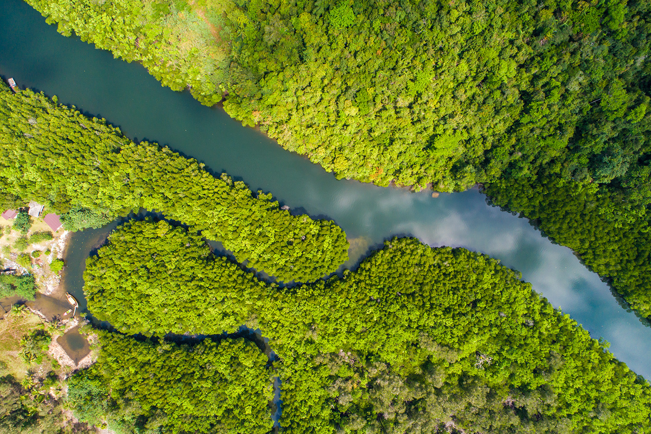 River in tropical mangrove green tree forest aerial view