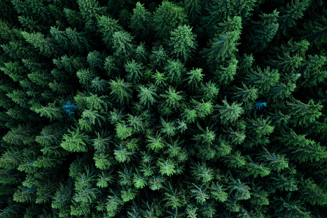 Pine tree tops seen from a drone