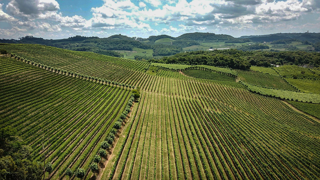 Aerial view of the valley of the vineyards in Bento Gonçalves, in the Serra Gaúcha, Brazil