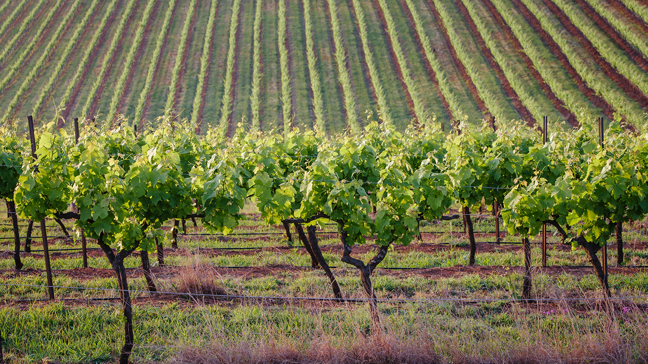 Lines of vines at vineyards in Hunter Valley