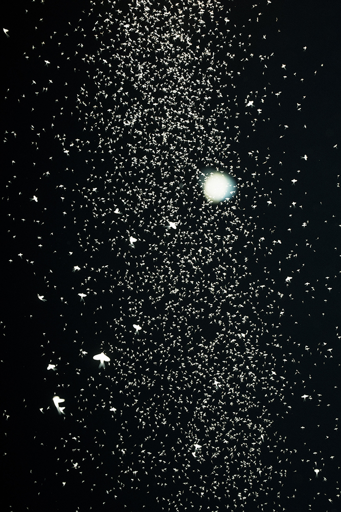 Prix Pictet Japan Award